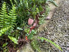 -梧桐山风景名胜区