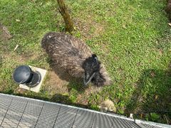 -新加坡飞禽公园