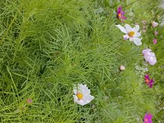 -丽江泸沽湖景区