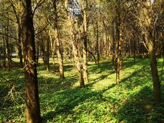 -上海海湾国家森林公园