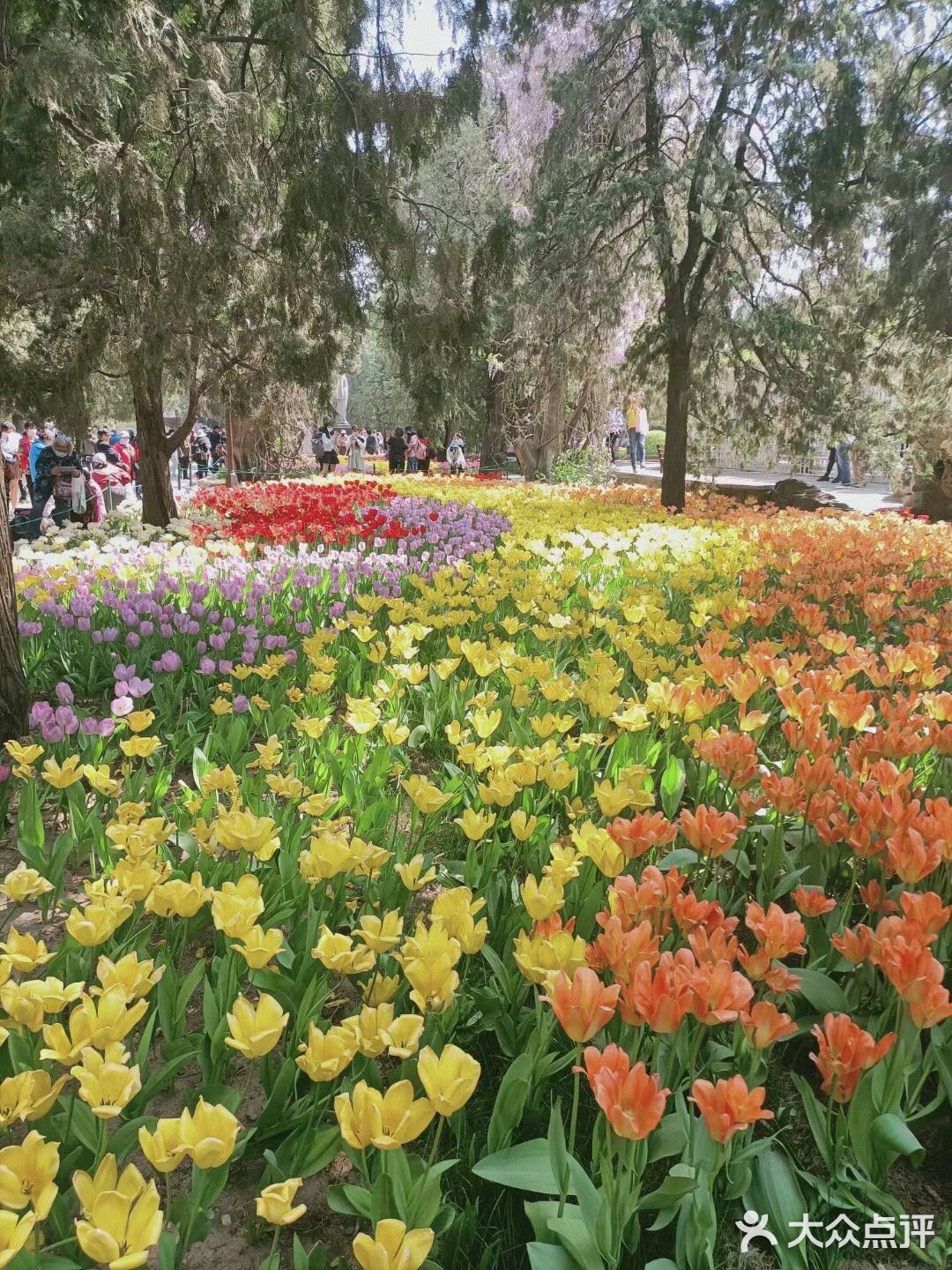 千嬌百媚鬱金香花開正盛中山公園