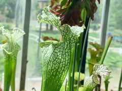 -北京植物园-展览温室