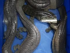 -潮信鱼头王(西环店)