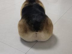 -宠福鑫康馨动物医院·骨科·眼科