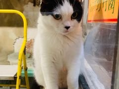 -猫咪博物馆(顶澳仔猫街店)