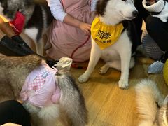 海参-Husky Go! 哈士奇体验馆·宠物咖啡厅狗咖