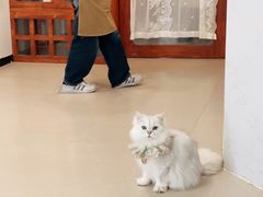 -共舞时光猫咖·狗咖(新街口店)