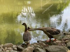 -八大山人梅湖景区