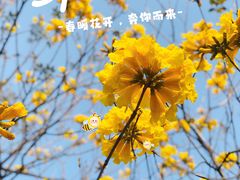 -映月湖公园