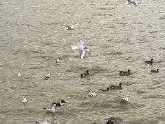 -深圳湾公园(南山区)