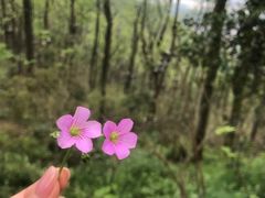 -茶颜悦色(岳麓山顶店)