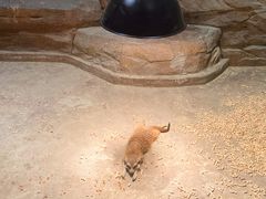 -绿色星球动物主题公园