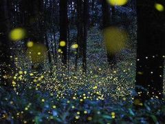 -怀托摩萤火虫洞