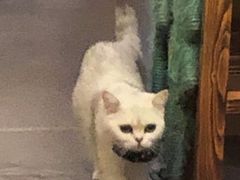 -猫色咖啡·猫咖