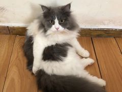 -李小姐の猫咖啡馆(五角场店)