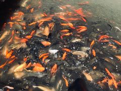 -白洋淀景区