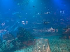 -海棠湾洲际-涛·海底餐厅·美人鱼·自助餐·海底隧道