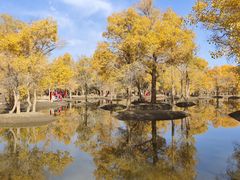 -金塔沙漠胡杨林景区