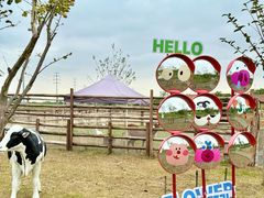 -杭州湾海上花田景区