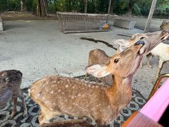 -常州淹城野生动物世界