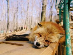 -宫城藏王狐狸村