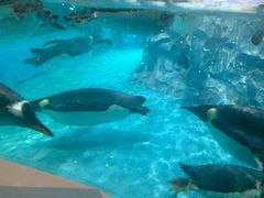 -帝企鹅自助餐厅•儿童岛•真企鹅(长隆企鹅酒店)