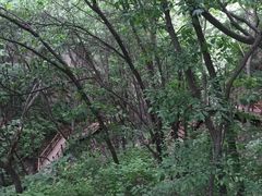 -大岭沟猕猴桃谷风景区