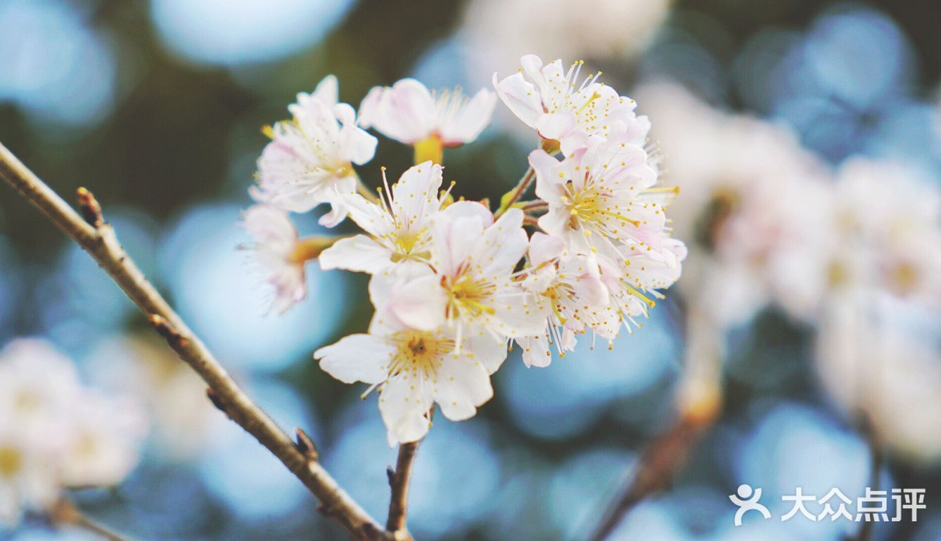 送你一朵小樱花