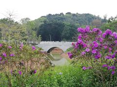 -王借岗森林公园