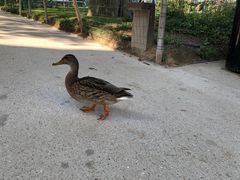 -埃菲尔铁塔