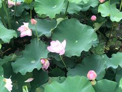 -大塘金香草谷