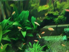 -山东柏宁水族批发广场