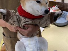 -逗柴咖啡屋·狗咖猫咖宠物桌游