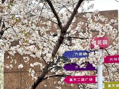 -高东镇樱花园