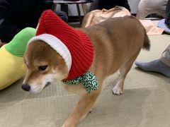 -逗柴咖啡屋·狗咖猫咖宠物桌游