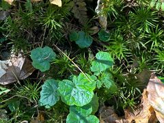 -五营红松林海景区