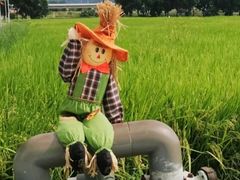 -光明小镇欢乐田园