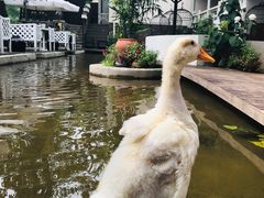 -Local泰莲庭(虹鳟鱼店)