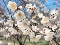 -梅花山(明孝陵内)