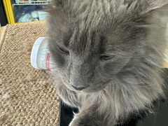 -平行世界·猫咖(首经贸店)