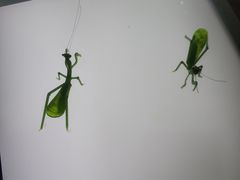 -上海昆虫博物馆