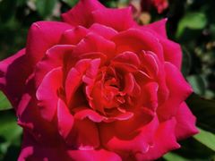 -商丘古城-应天书院