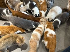-飞行喵MR PILOT|猫舍·猫咖(静安大融城店)