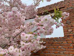 -莱阳濯村樱花园