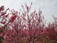 -秀丽东方