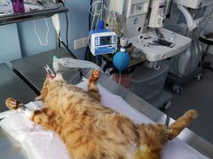 -关爱宠物医院·猫科中心·消化科(滨湖万达分院)