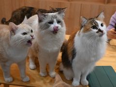 -是阿柴呀！柴犬咖啡·爱喵喵猫咖