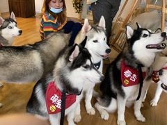 -Husky Go! 哈士奇体验馆·宠物咖啡厅狗咖