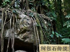 -莫里热带雨林景区