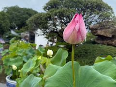 -无锡蠡湖国家湿地公园-蠡园